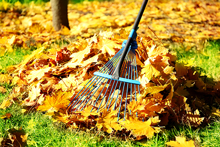 raking-leaves